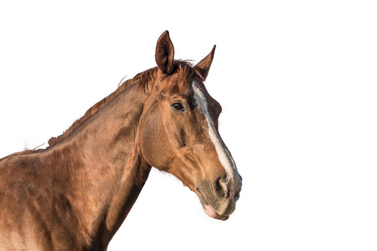 민방위 면제 신청 기간